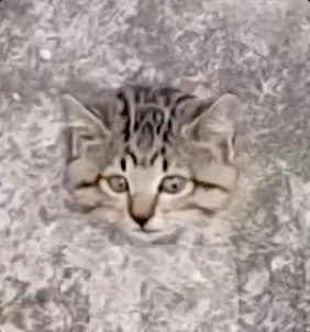 Profile Image of the Author